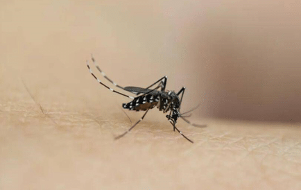 如果地球上的蚊子都没有了，生物的生存将受到什么威胁？