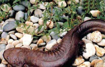 小溪里的黑妖怪 小溪里的黑妖怪