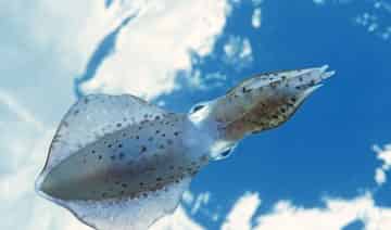 施放烟幕的小乌贼