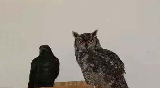 乌鸦和猫头鹰 乌鸦和猫头鹰