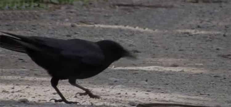 乌鸦与蛇的故事 乌鸦与蛇的故事