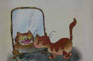 小花猫照镜子