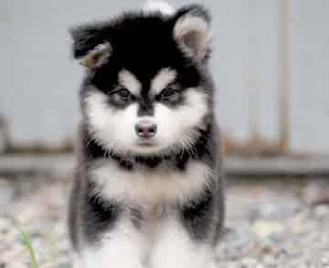 喜欢惹事生非的小狗 喜欢惹事生非的小狗