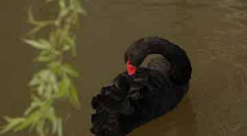 小黑鹅智斗恶狼 小黑鹅智斗恶狼