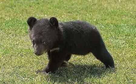 想当熊猫的黑熊