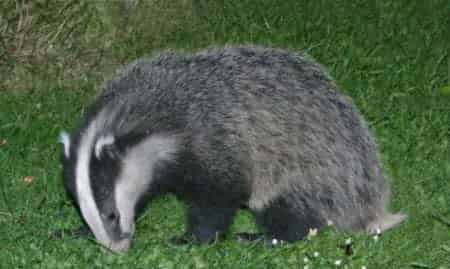 小獾存放的故事