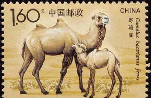 小骆驼问妈妈