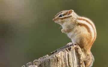 小松鼠搬新家 小松鼠搬新家