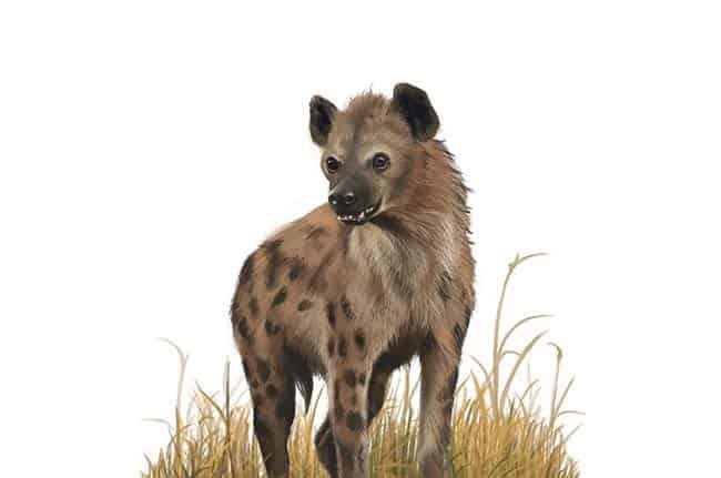 小土狼的思念 小土狼的思念