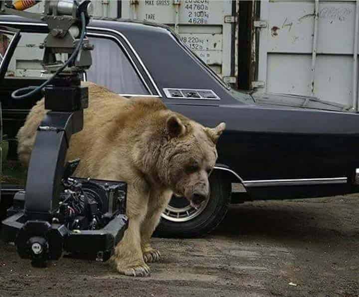 城里来了一只小熊