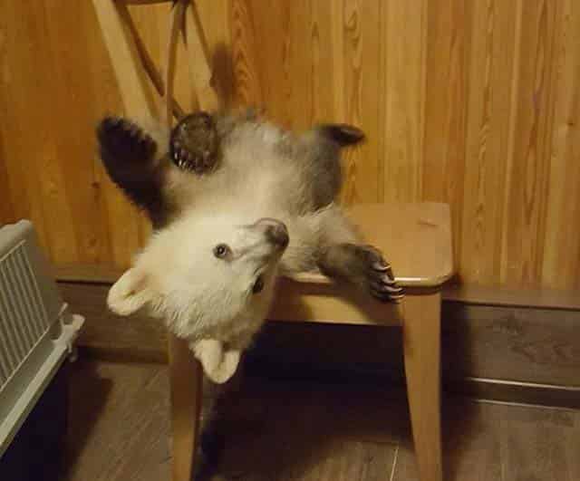 城里来了一只小熊