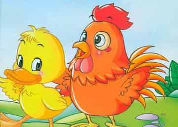 小鸡和小鸭 小鸡和小鸭