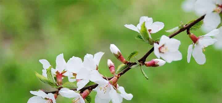 花瓣儿鱼（花瓣鱼）
