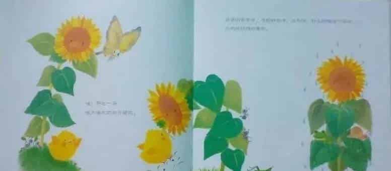 小鸡球球和向日葵