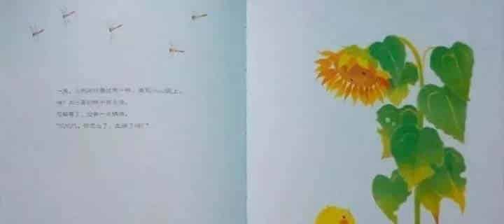 小鸡球球和向日葵