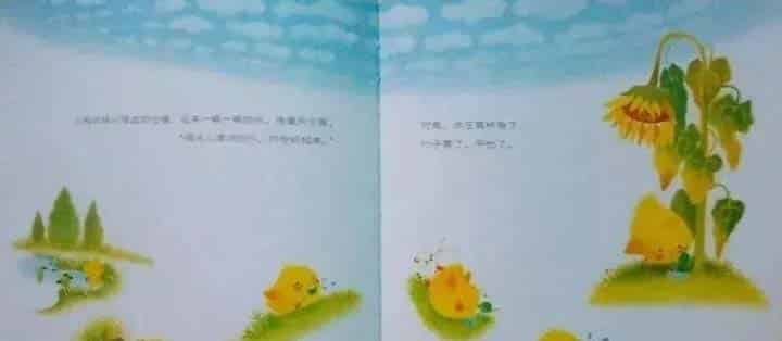 小鸡球球和向日葵