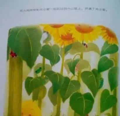 小鸡球球和向日葵