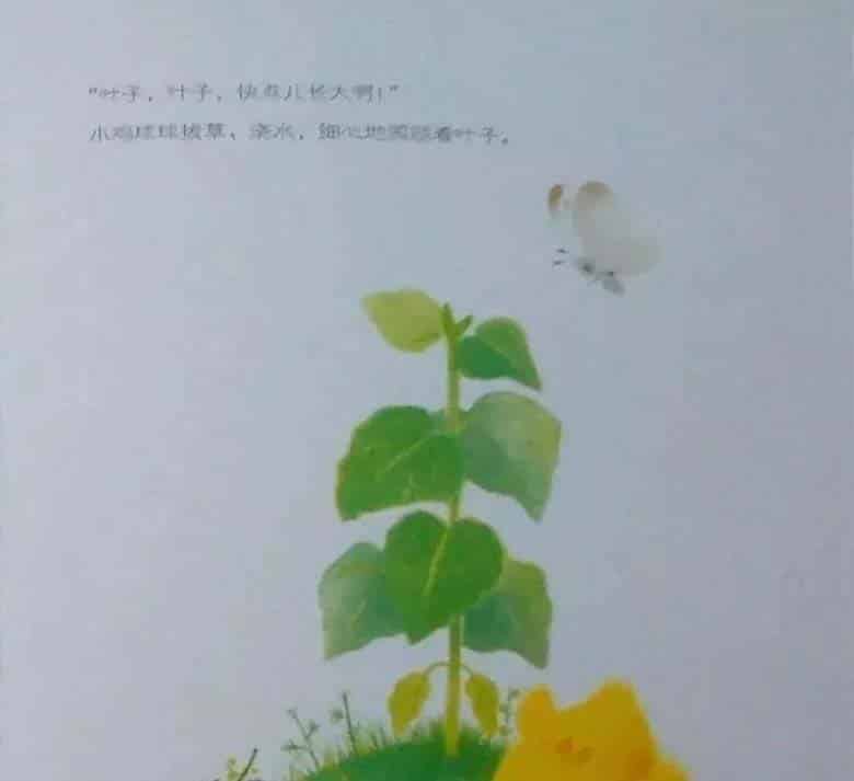 小鸡球球和向日葵