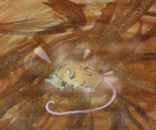 小老鼠找新家（A House for a Mouse）