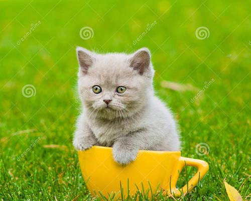小猫的杯子 小猫的杯子