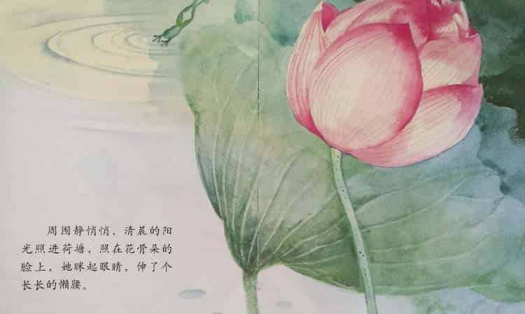 小青蛙与荷花(学会等待) 小青蛙与荷花(学会等待)