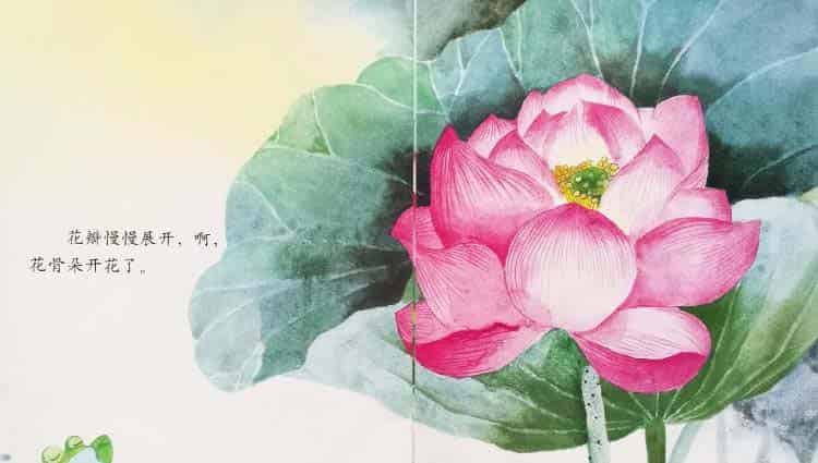 小青蛙与荷花(学会等待) 小青蛙与荷花(学会等待)