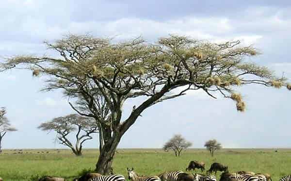 科学童话：小斑马找妈妈