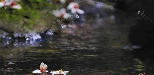 花瓣儿鱼（花瓣鱼）