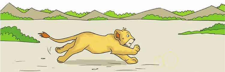 小狮子学捕猎 小狮子学捕猎