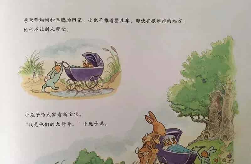 小兔子的新宝宝