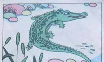 小乌龟出世记
