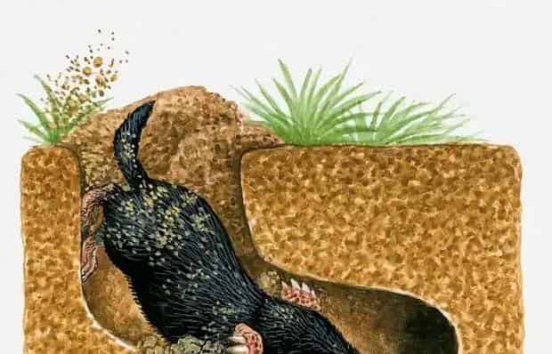 小鼹鼠爱打洞 小鼹鼠爱打洞