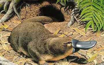 科学童话:走上河岸的鸭嘴兽 科学童话:走上河岸的鸭嘴兽