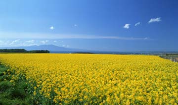 小白兔来采野菊花 小白兔来采野菊花