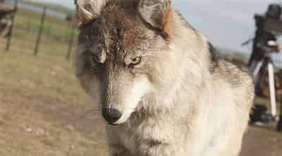 野狼报恩 野狼报恩