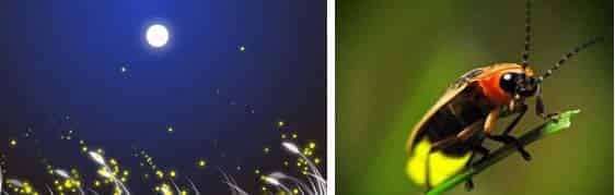 寻找掉下天空的小星星