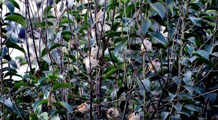 一棵住满麻雀的树