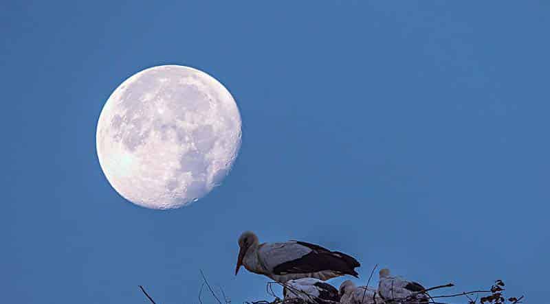 月亮照在鸟巢上