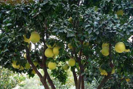 挂满绿灯笼的院子 挂满绿灯笼的院子