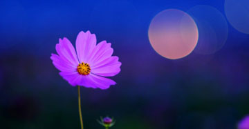 月亮花