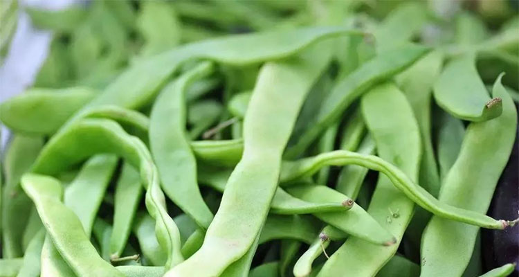 逗逗的豆豆龙 逗逗的豆豆龙